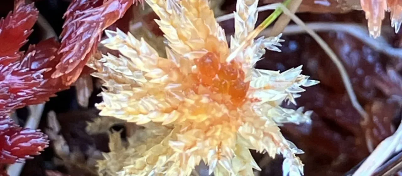 Sphagnum tenellum