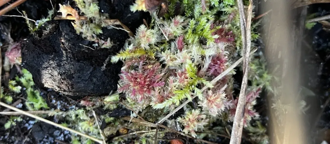 Soft peat moss