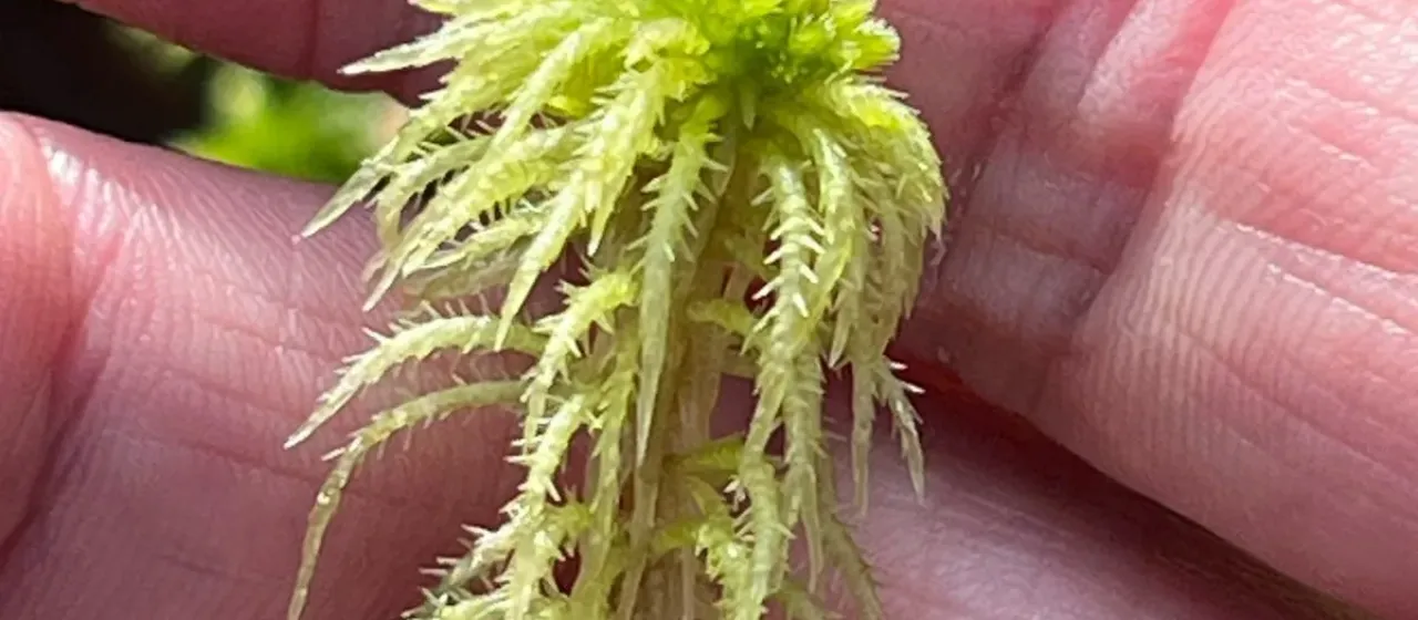 Spiky bog-moss