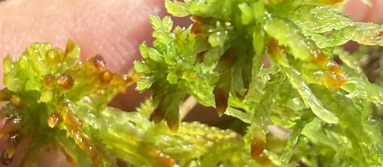 Sphagnum subsecundum