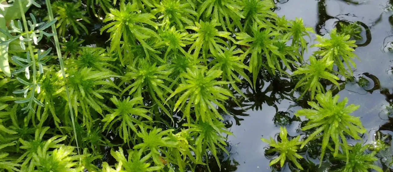 Shore bogmoss