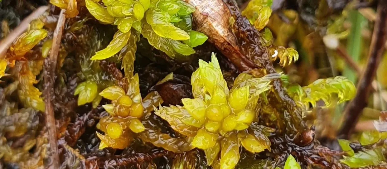 Flat-leaved peat moss