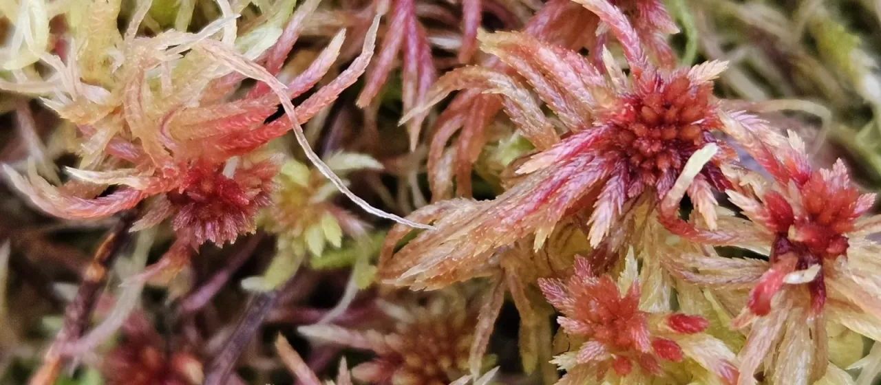 Sphagnum russowii