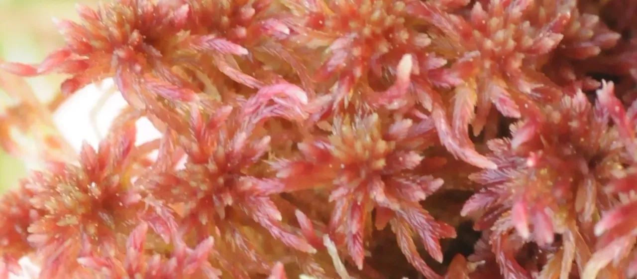 Sphagnum warnstorfii