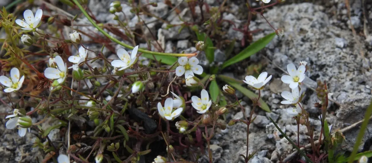 Arenaria conimbricensis