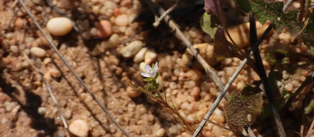 Arenaria emarginata