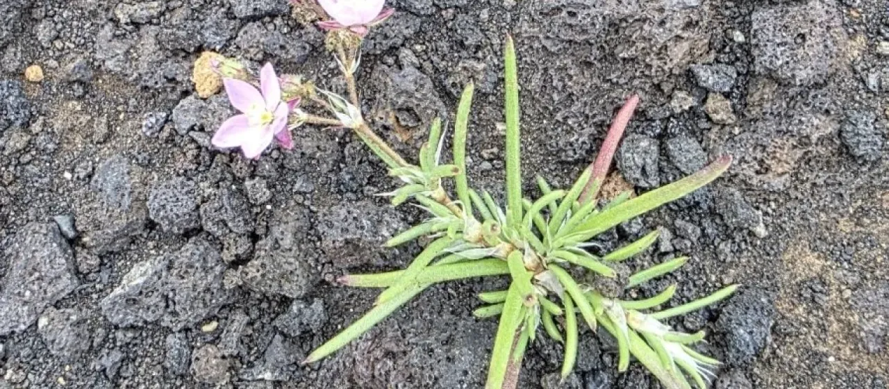 Fimbriated sandspurry