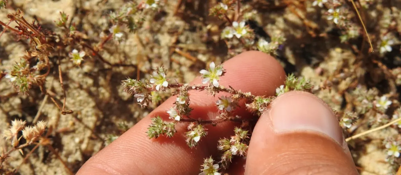 Loeflingia baetica