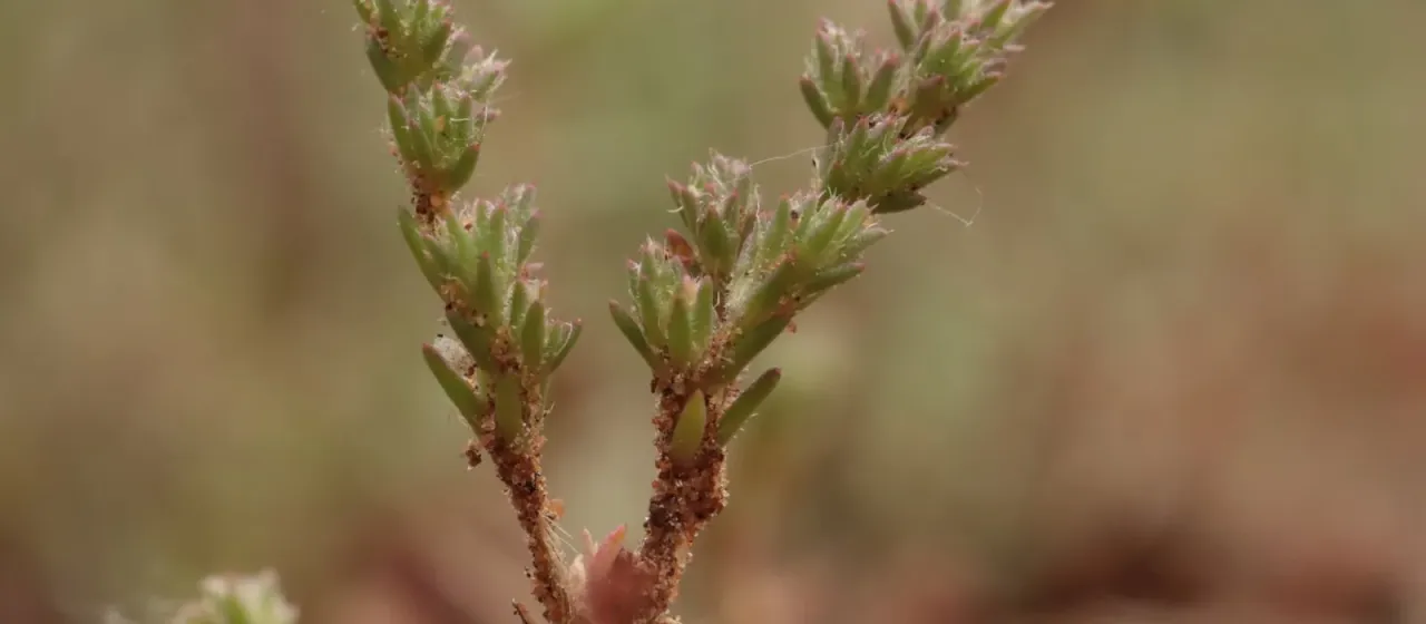 Loeflingia hispanica