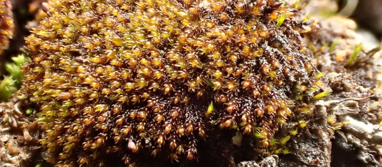 Andreaea alpestris