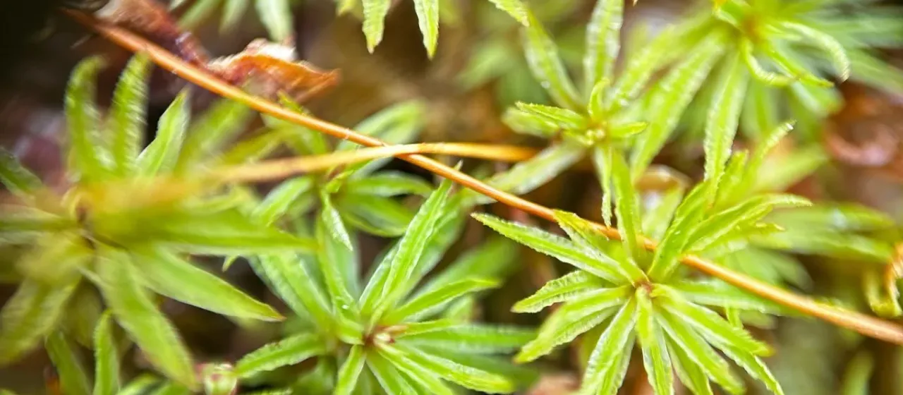 Narrow-leaved atrichum
