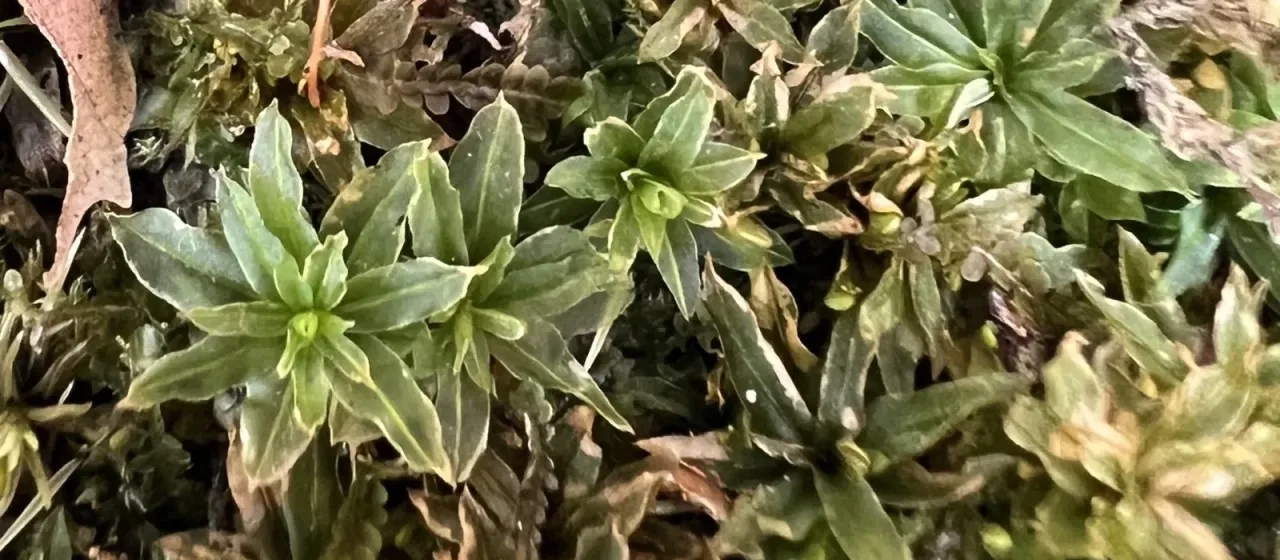 Atrichum crispum