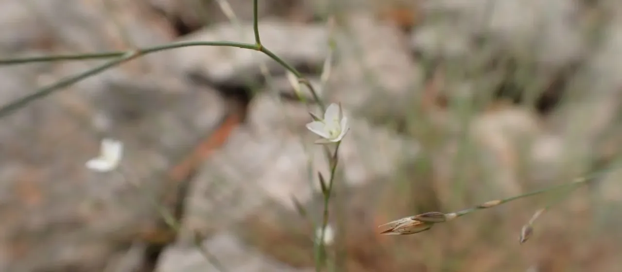 Perennial bufonia