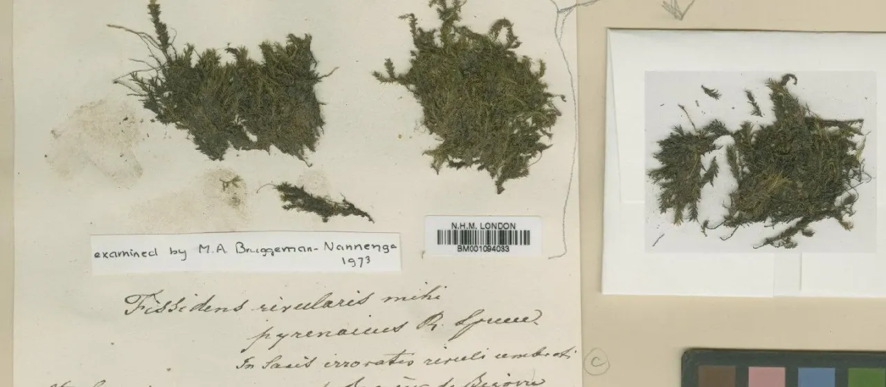 Fissidens rivularis