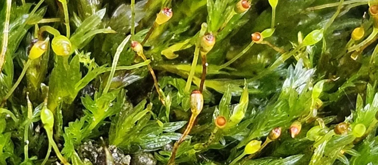 Thick-footed pocket moss