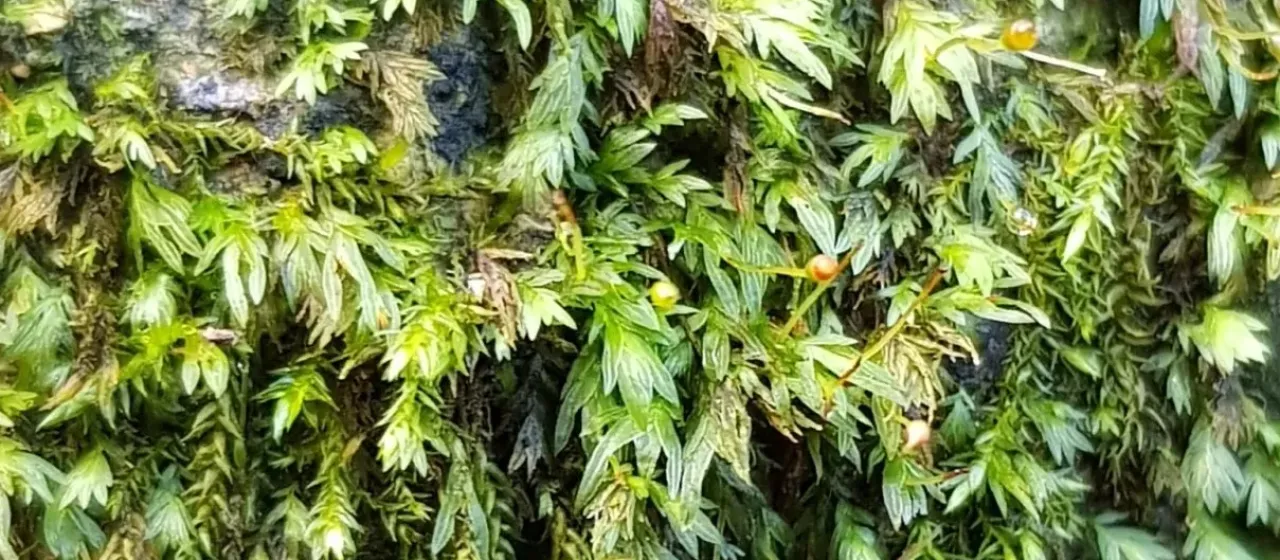 Fissidens gracilifolius