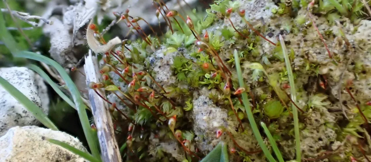 Fissidens incurvus