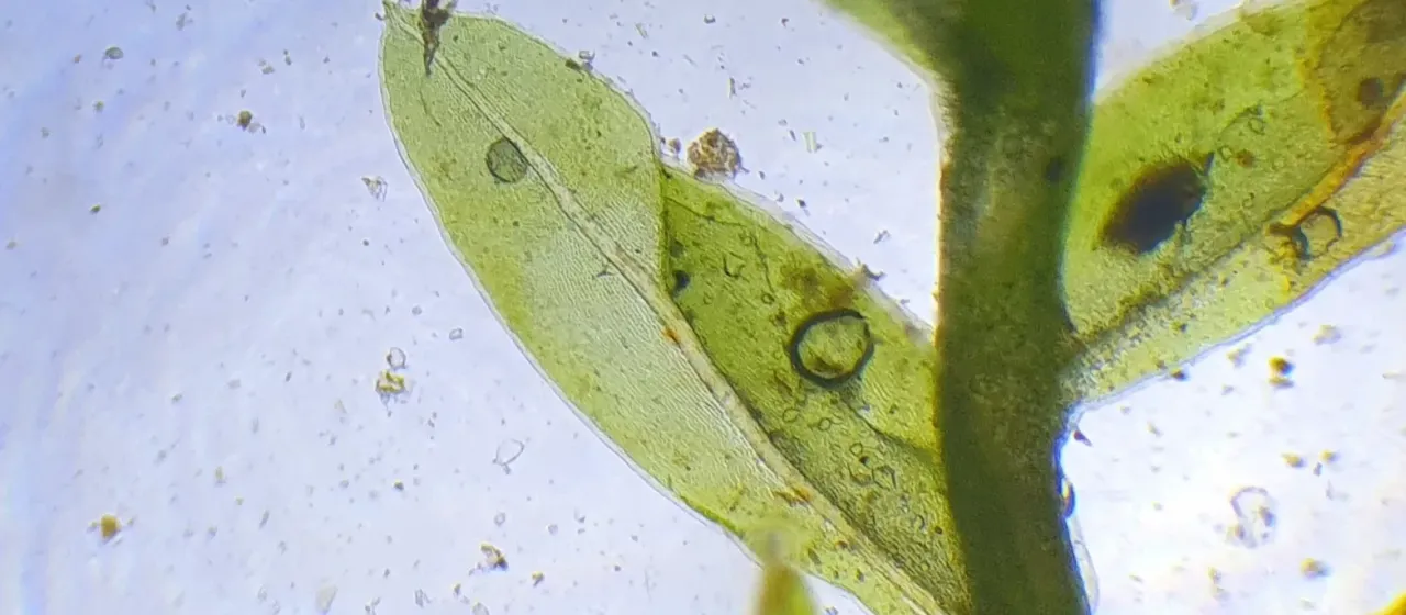 Fissidens curnovii