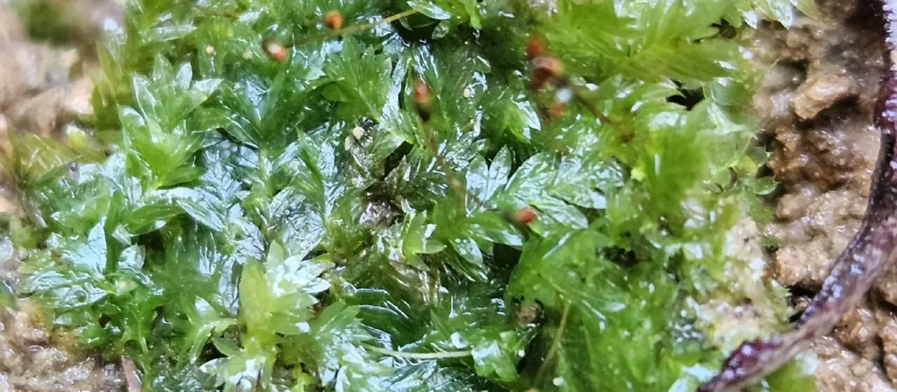 Fissidens bryoides