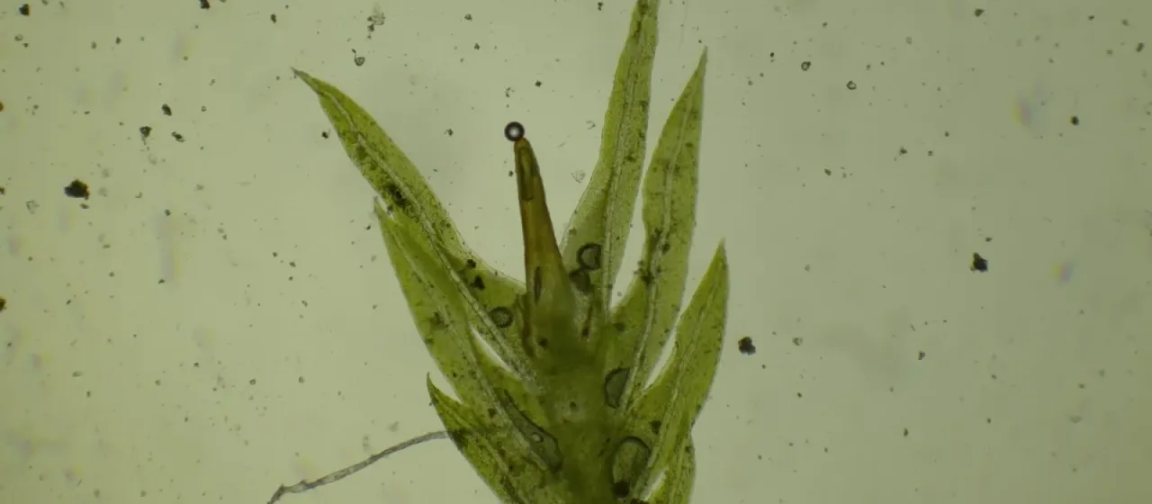 Fissidens curvatus