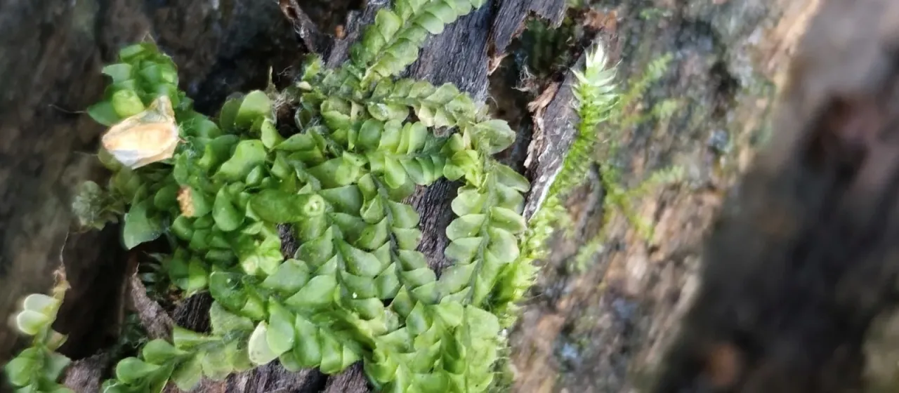 Jungermannia leiantha