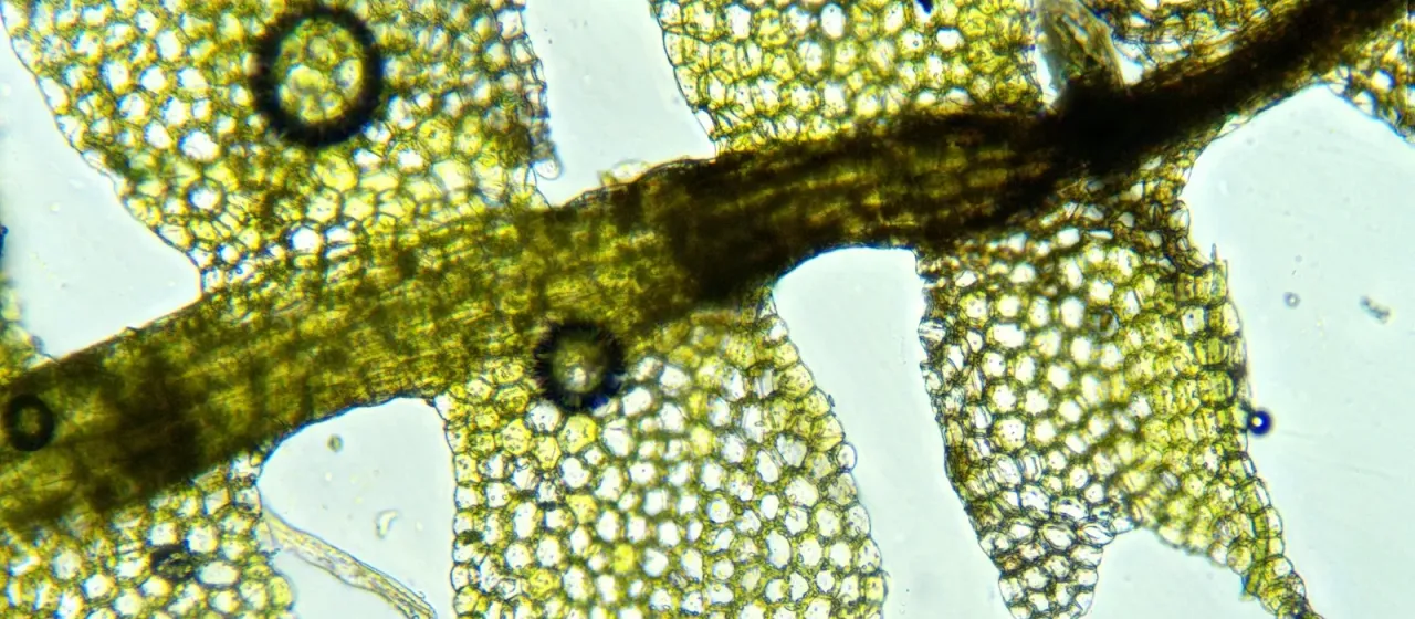 Lesser pincerwort