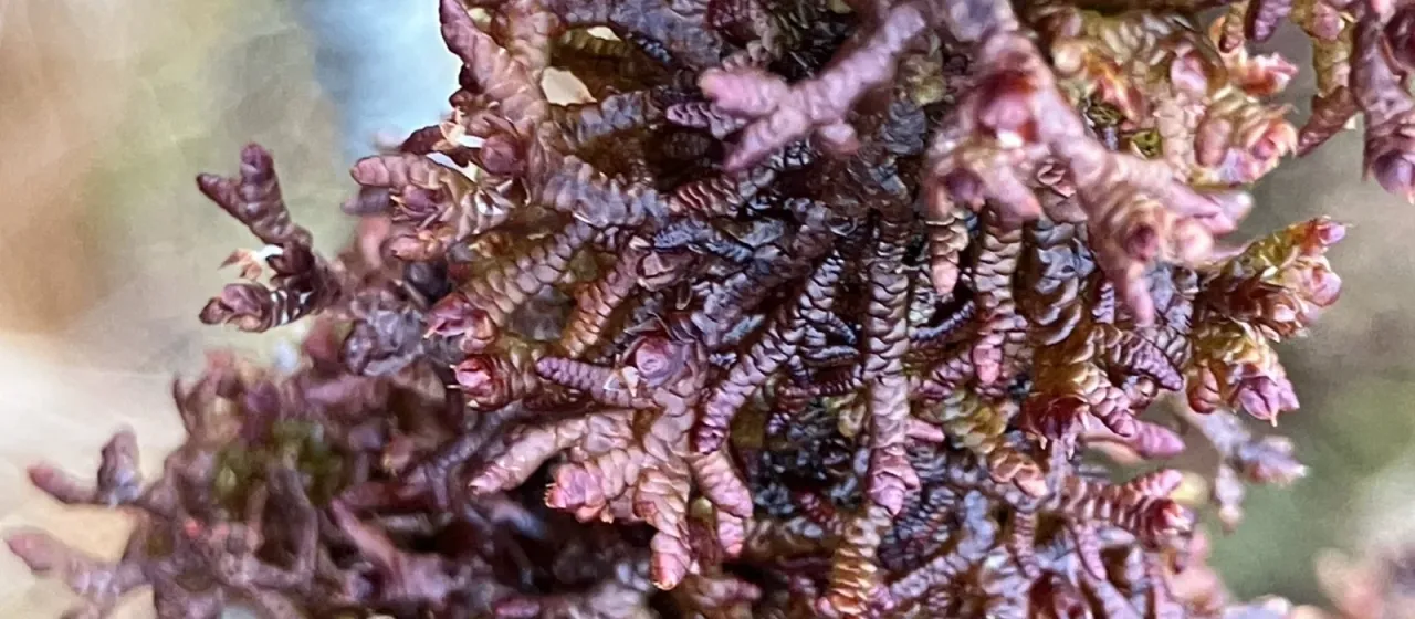 Frullania tamarisci