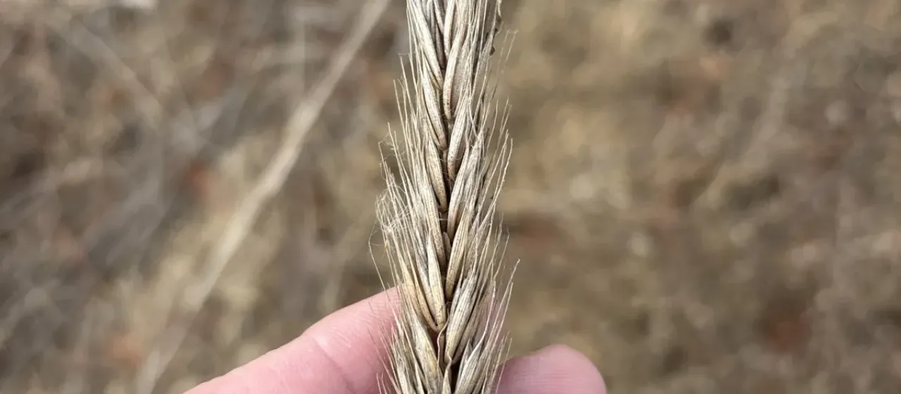 Elytrigia
