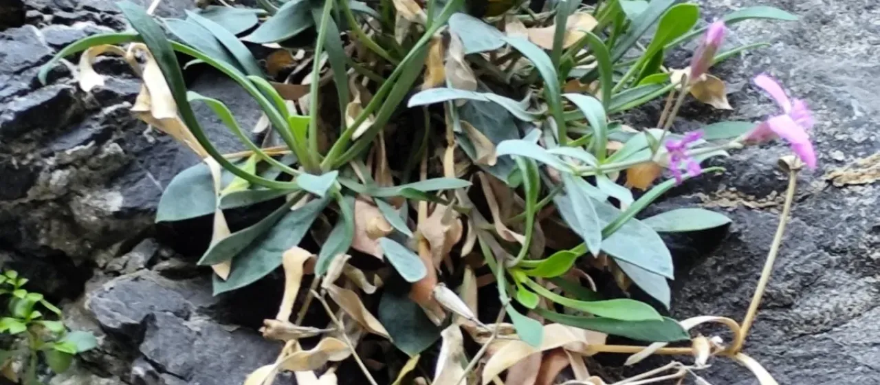 Thick-leaved petrocoptis