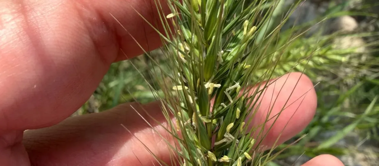 Canada wild rye