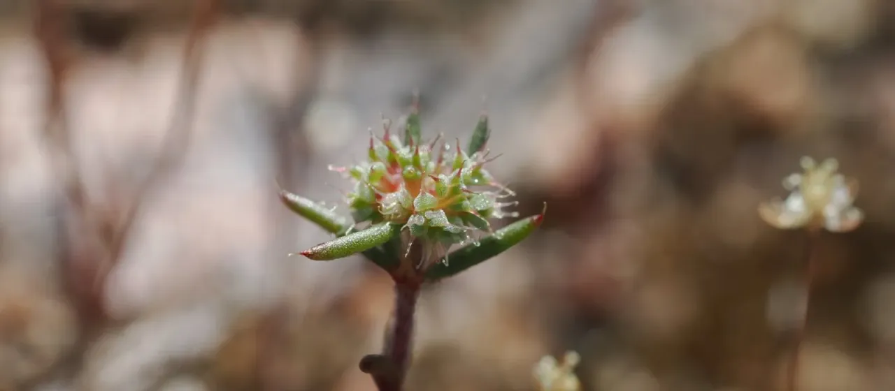 Paronychia cymosa