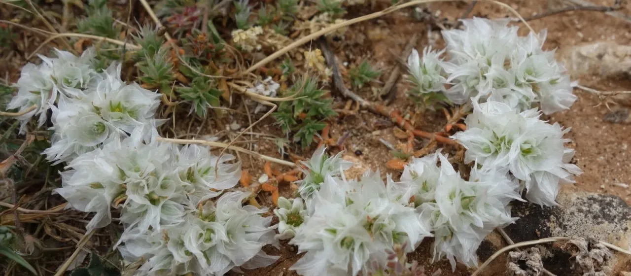 Paronychia capitata