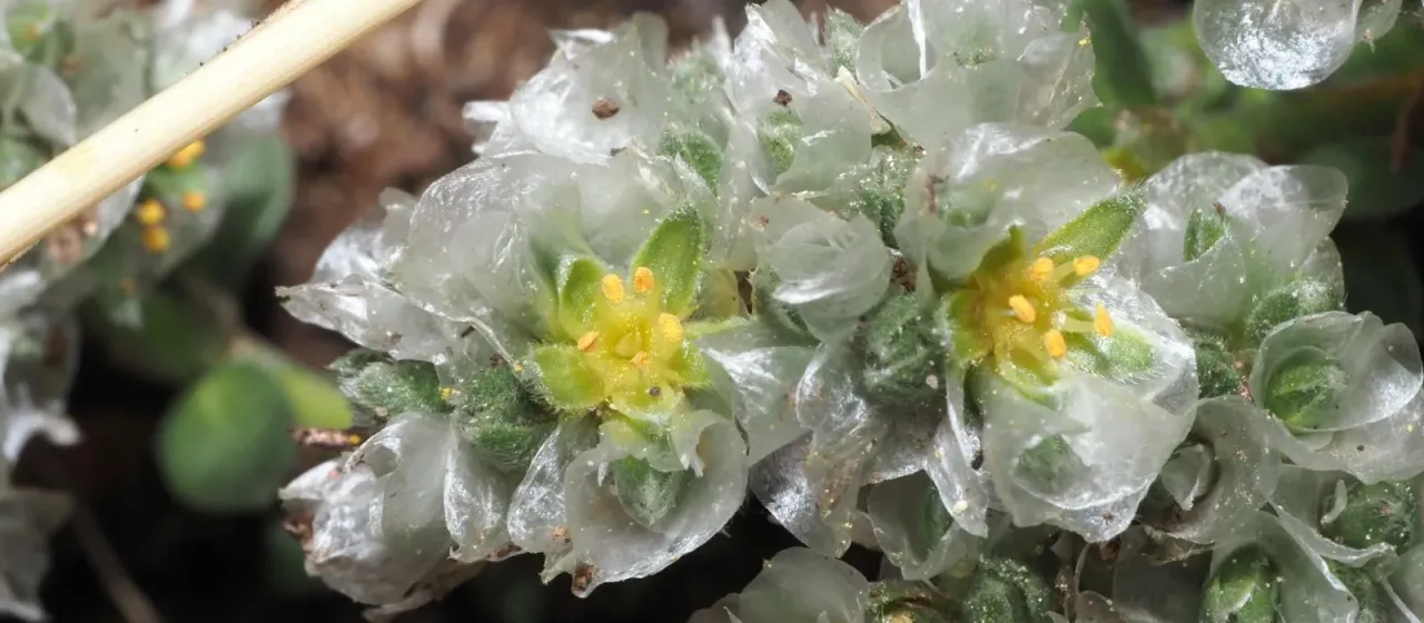 Paronychia cephalotes