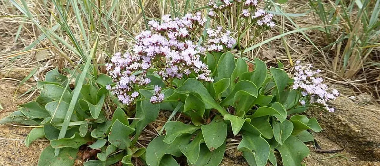 Oval-leaved sea lavender