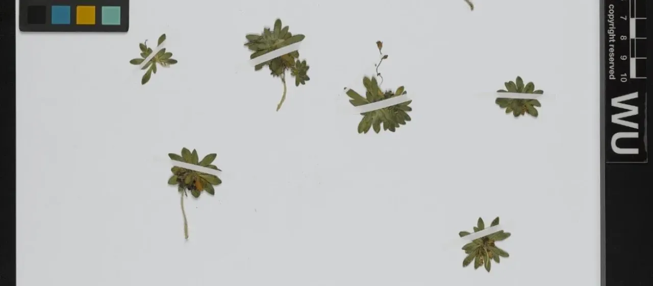 Noccaea bellidifolia
