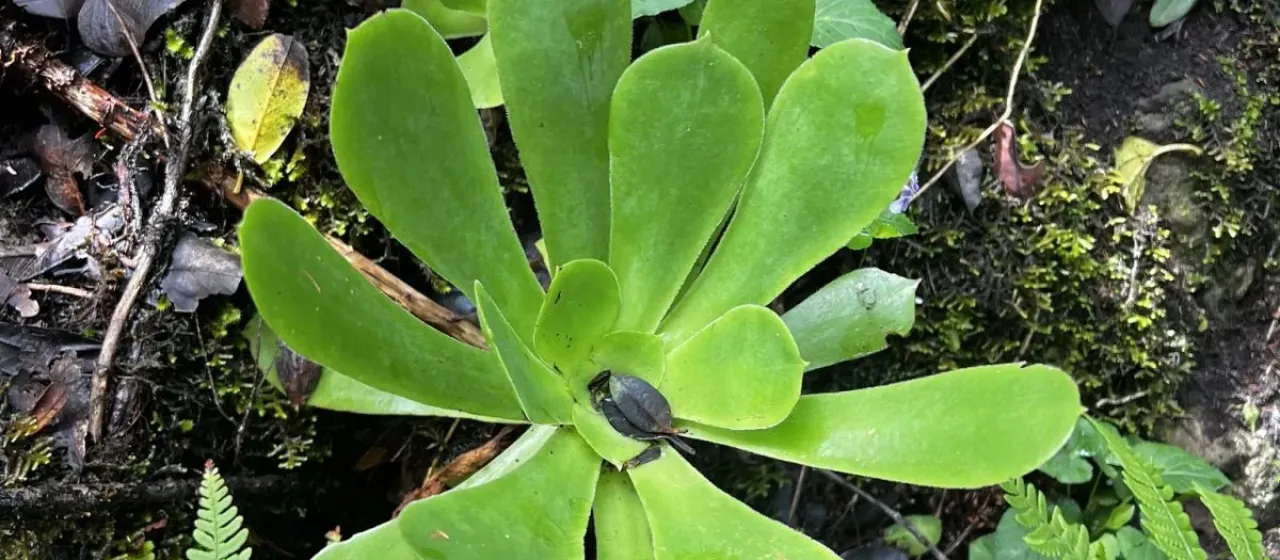 Эониум клиновидный
