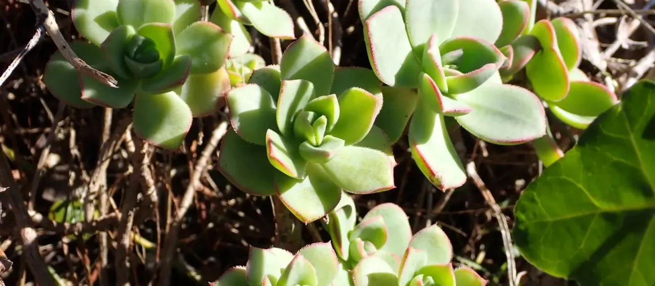 Aeonium haworthii