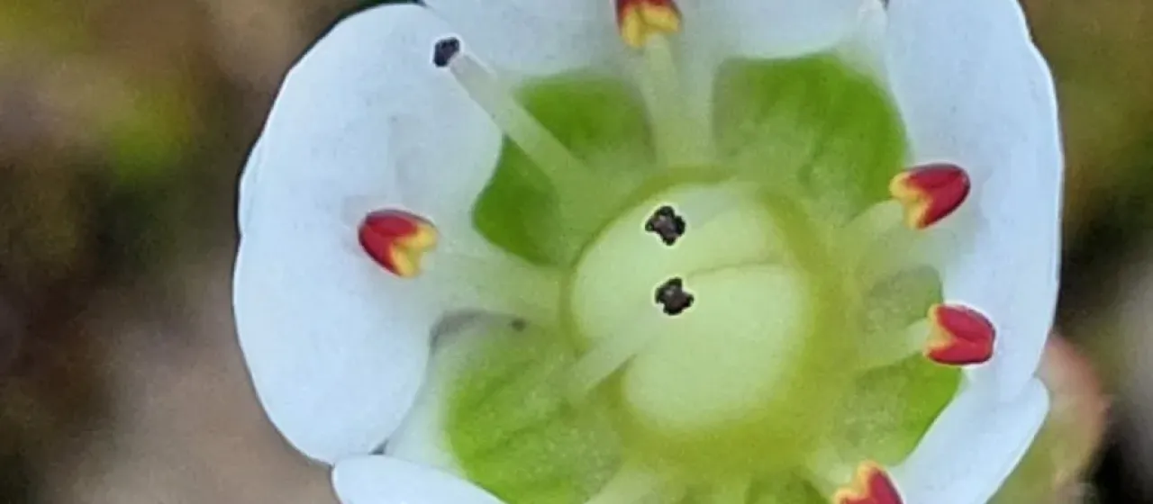 Micranthes merkii