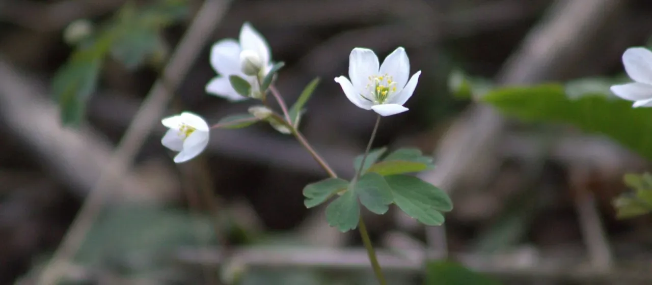 Meadow-rue isopyrum