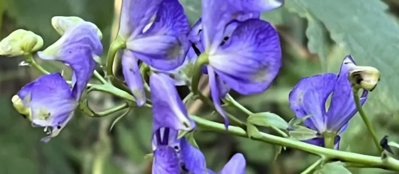 Variegated monkshood