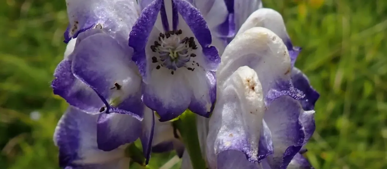 Garden monkshood