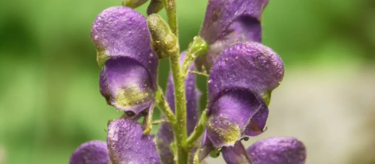 Burnat's monkshood