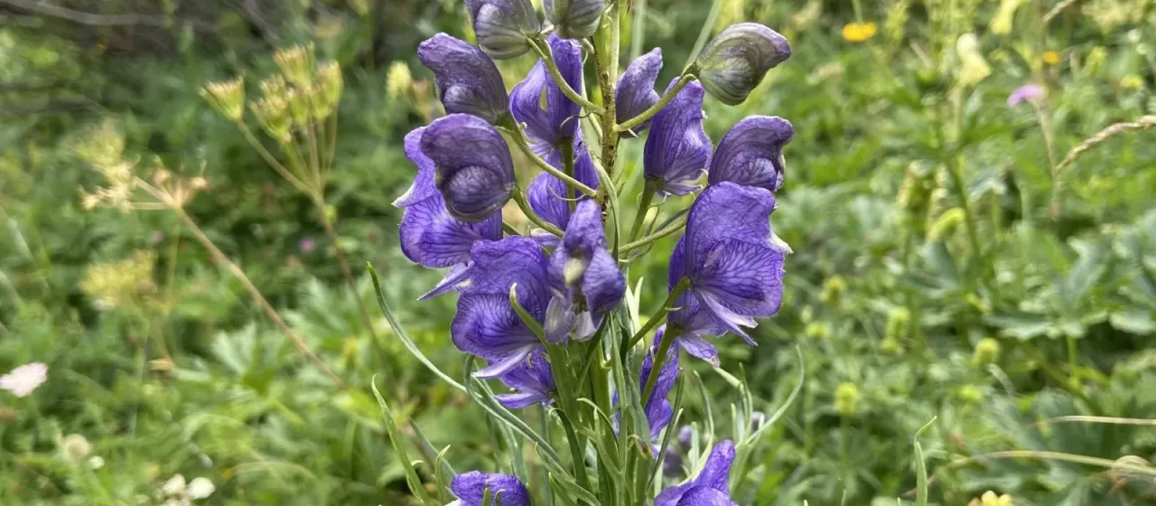 Narrow-leaved monkshood