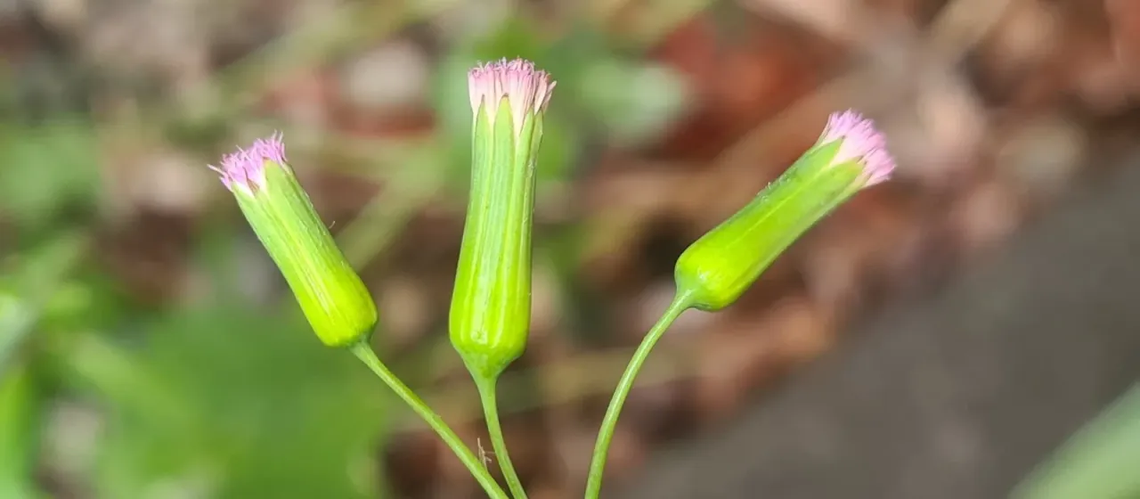 Emilia sonchifolia