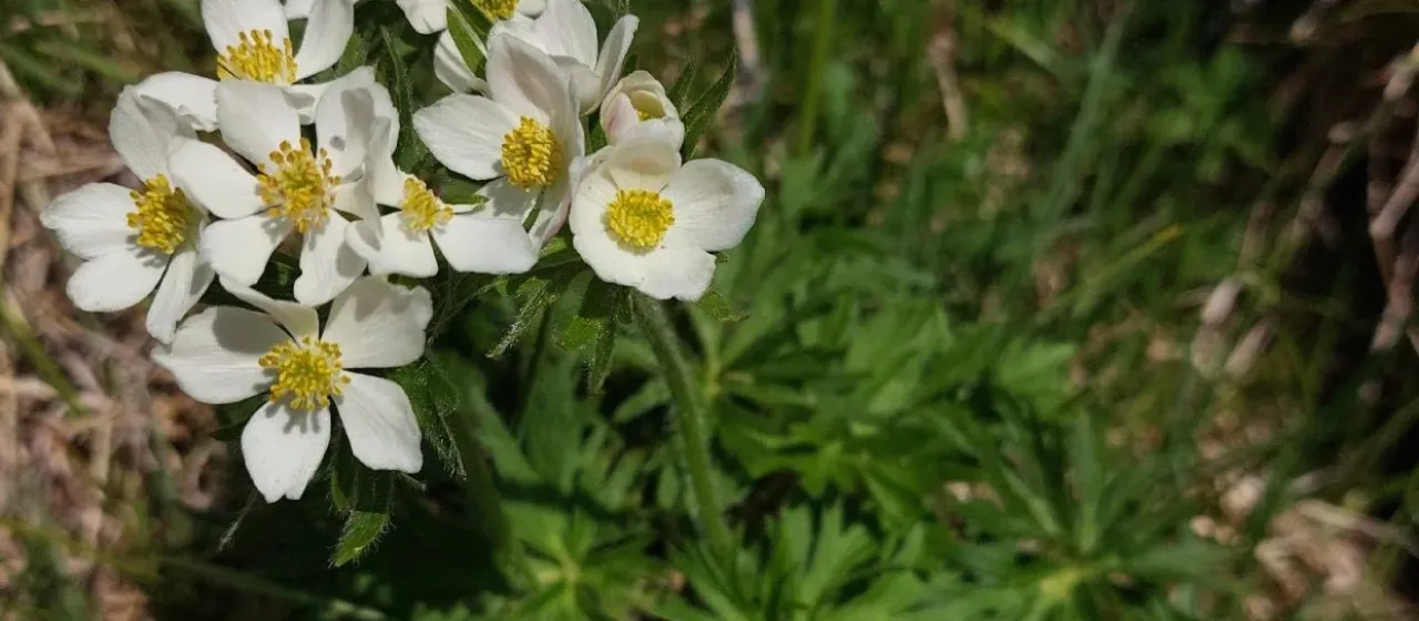 Narcissus-flowered anemone