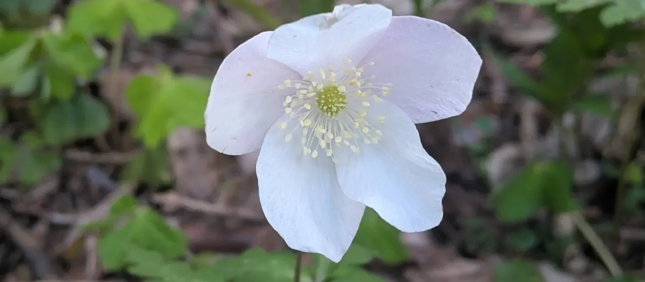 Niko anemone
