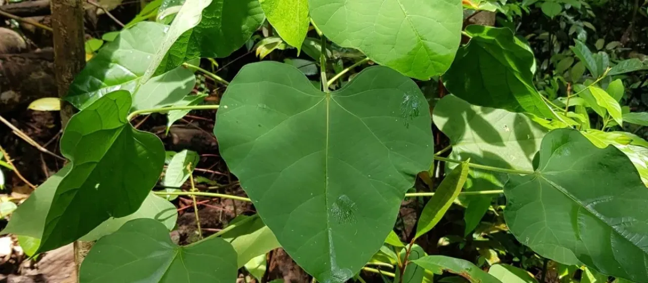 Endospermum peltatum