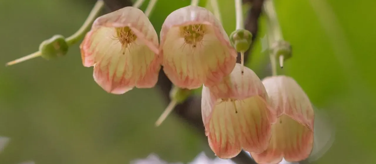 Enkianthus deflexus