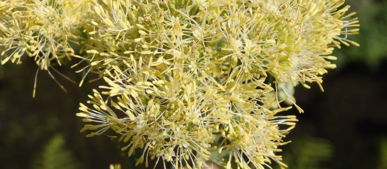Greater meadow-rue