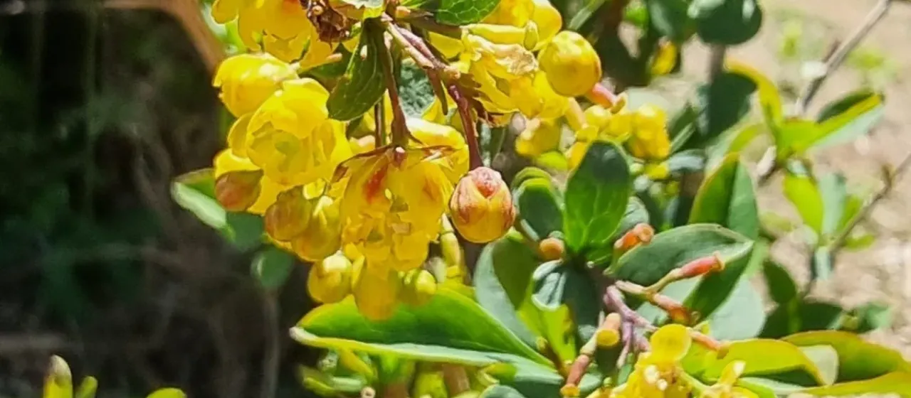 Madeiran barberry